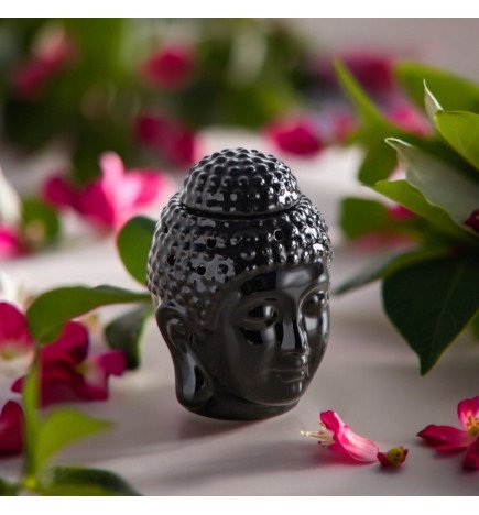 Zenaterra-Nouveautés