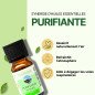 Purifiante - Synergie d'huiles essentielles - 10 ml