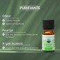Purifiante - Synergie d'huiles essentielles - 10 ml