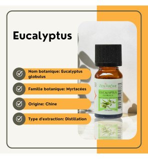  main versant quelques gouttes d’huile essentielle eucalyptus dans un diffuseur