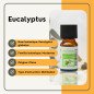 Eucalyptus - Huile essentielle - 10 ml