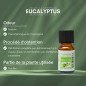 Eucalyptus - Huile essentielle - 10 ml