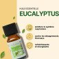 Eucalyptus - Huile essentielle - 10 ml