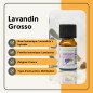 Lavandin Grosso - Huile essentielle - 10 ml